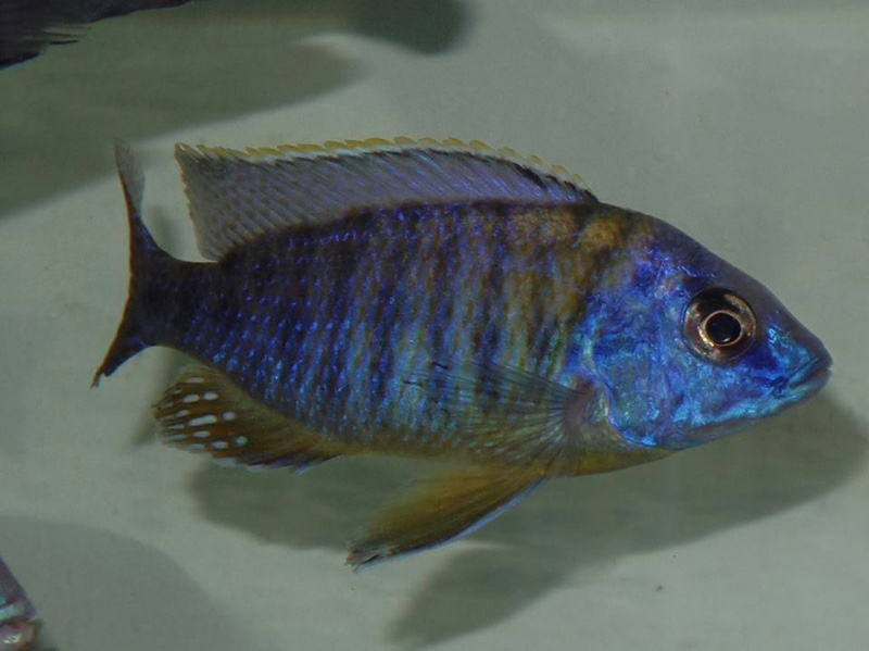 Protomelas sp. 'steveni imperial' Hai Reef